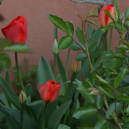 Agriturismo Cascina Della Fontana Лоди Екстериор снимка